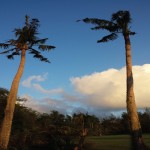 UOG Research: Rhino Beetles Breeding in the Crowns of Coconut Palms